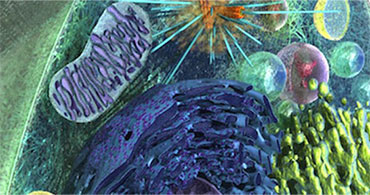 Cell Biology